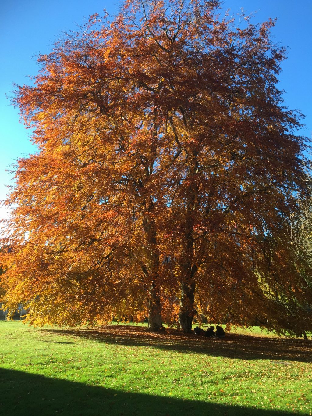 La semana del 20/11 al&nbsp;27/11