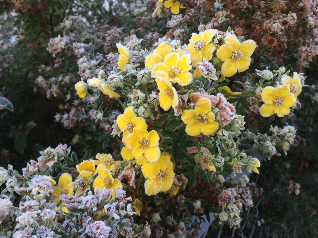 La semana del 12 al 18 de marzo de 2017